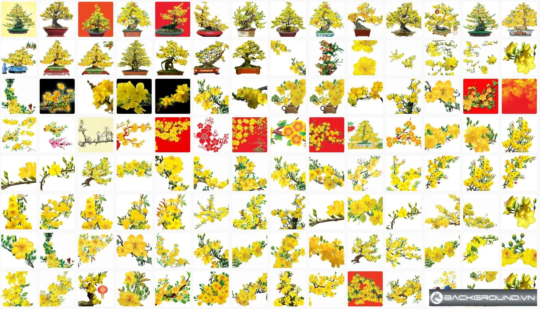 120+ Stock hoa mai photoshop